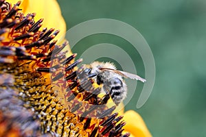 Bee on flower collecting nectar. Honey bee on yellow diasy