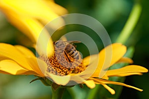 Bee on flower collecting nectar. Honey bee on yellow diasy