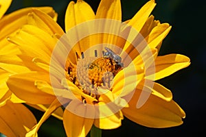 Bee on flower collecting nectar. Honey bee on yellow diasy