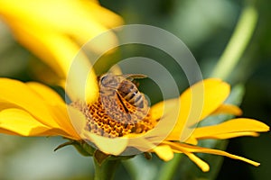 Bee on flower collecting nectar. Honey bee on yellow diasy