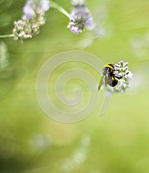 Bee on flower, collecting Pollen