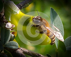 Bee on flower collecting pollen