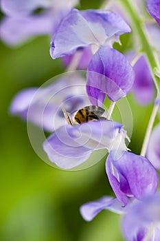 Bee on Flower Collecting Pollen