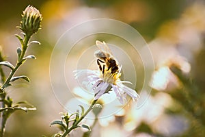 Honigbiene auf der blume 