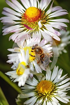 Bee on a flower collecting pollen