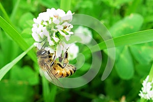 Bee Flower Collecting Pollen Green