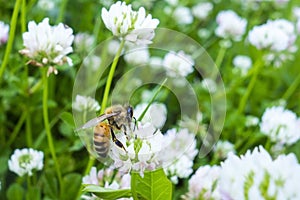 Bee Flower Collecting Pollen Green White