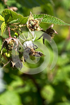 Bee on flower collecting pollen raspberry