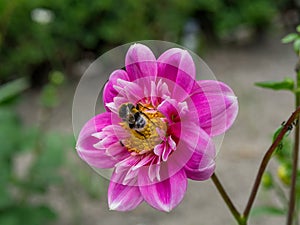 Bee in flower collector