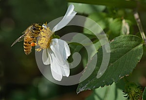 Bee in flower core