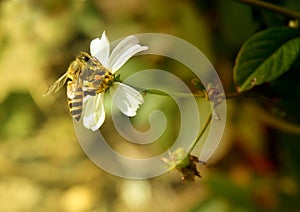 Bee in flower core