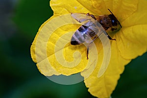 A bee and flower of cucumber