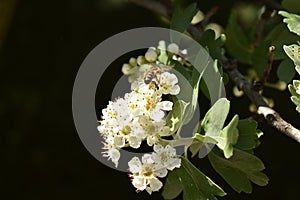 Miel de abeja en flor 