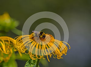 Bee on flower Elecampane