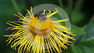 Bee on a flower Elecampane