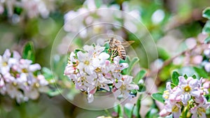 Bee on a flower. European honey bee Apis mellifera flying on pink flowers in Switzerland.