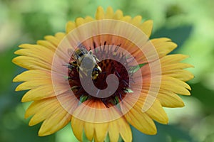 Bee on a flower Gaillardia aristata (common gaillardia