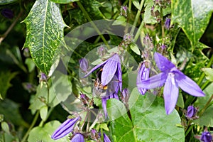 Bee on a flower in a garden