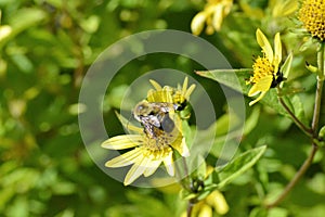 Bee on Flower