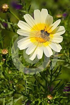 Bee on a flower of garland chrysanthemum. photo