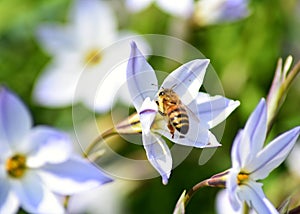 Bee on a flower