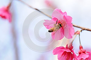 Honey bee pollinating cherry blossoms. insect, flower, agriculture honeybee, beauty in Nature photo