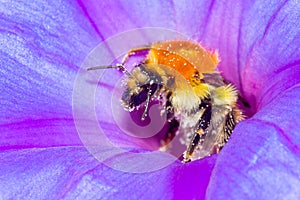 Honey Bee and flower pollination photo