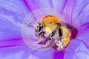 Bee and flower pollination photo