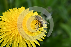 Bee on flower summer honey bee dandelion photo