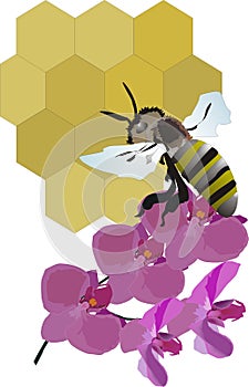 Bee, flower and honeycomb