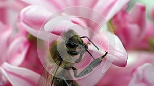 Bee on a flower hyacinth macro