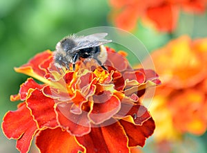 Bee, flower, insect, macro, nature, pollen, honey, fly, summer, bumblebee, animal, yellow, pink, garden, green, plant, closeup, ne