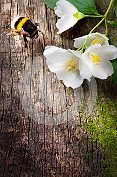 Bee and flower jasmine on old wood background