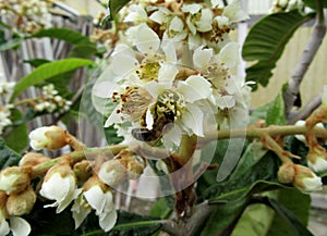 Bee on a flower loquat