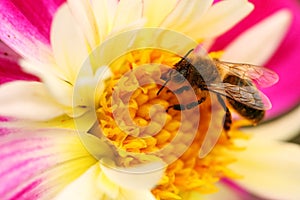 Bee on flower macro