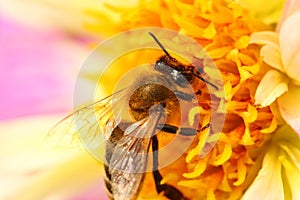 Bee on flower macro