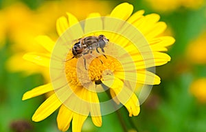 Bee in Flower