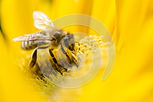 Bee on a flower