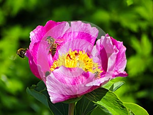 Bee on a flower of mountain peony