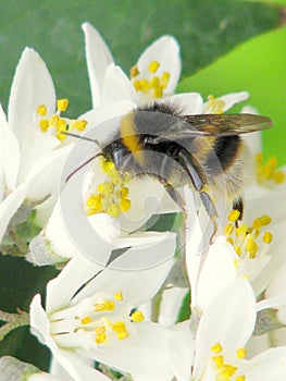 Bee on a flower at The National Botanic Gardens of Dublin