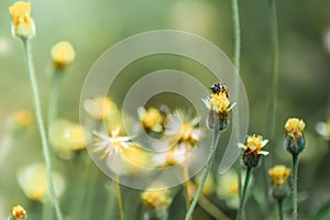 The bee on the flower