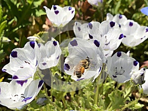 Bee on flower of Nemophila maculata