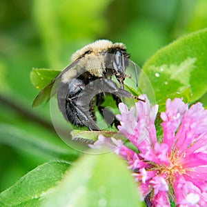 Bee and flower, Ocean State Farm Reserve, Dartmouth, Massachusetts