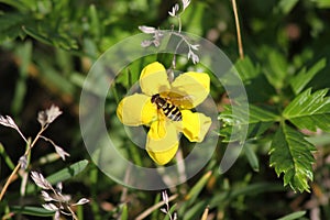 Bee on Flower Out of Seward Alaska