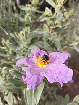 Miel de abeja flor rosa 