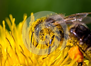 A bee on a flower in pollen