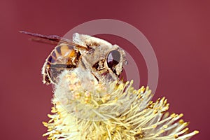 Bee on flower pollination
