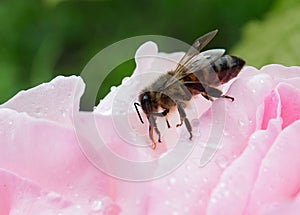 Bee on a flower.Pollination