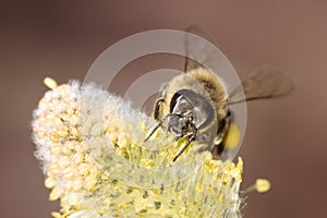 Bee on flower pollination