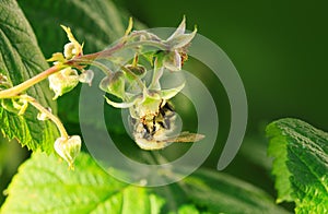 Bee on flower of raspberry.